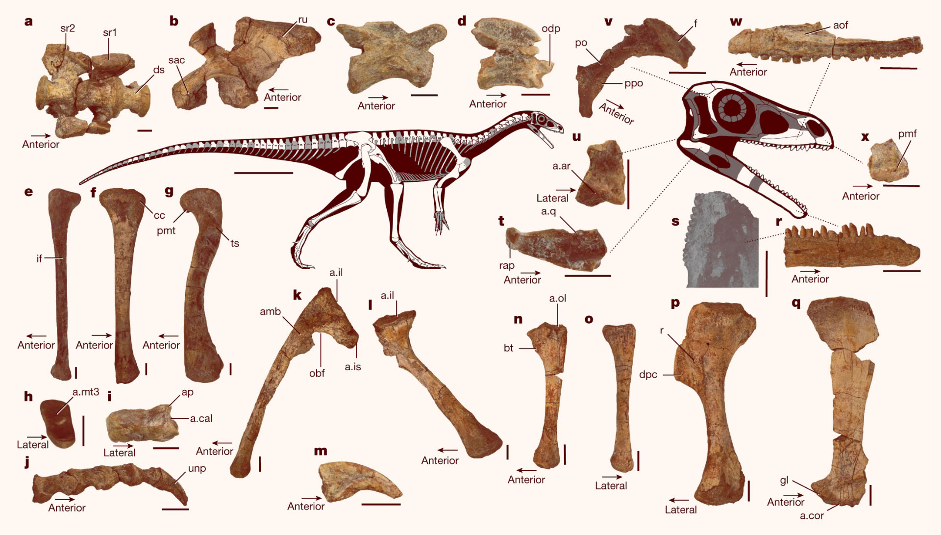 Los dinosaurios más antiguos de África 230 millones de años Fósil