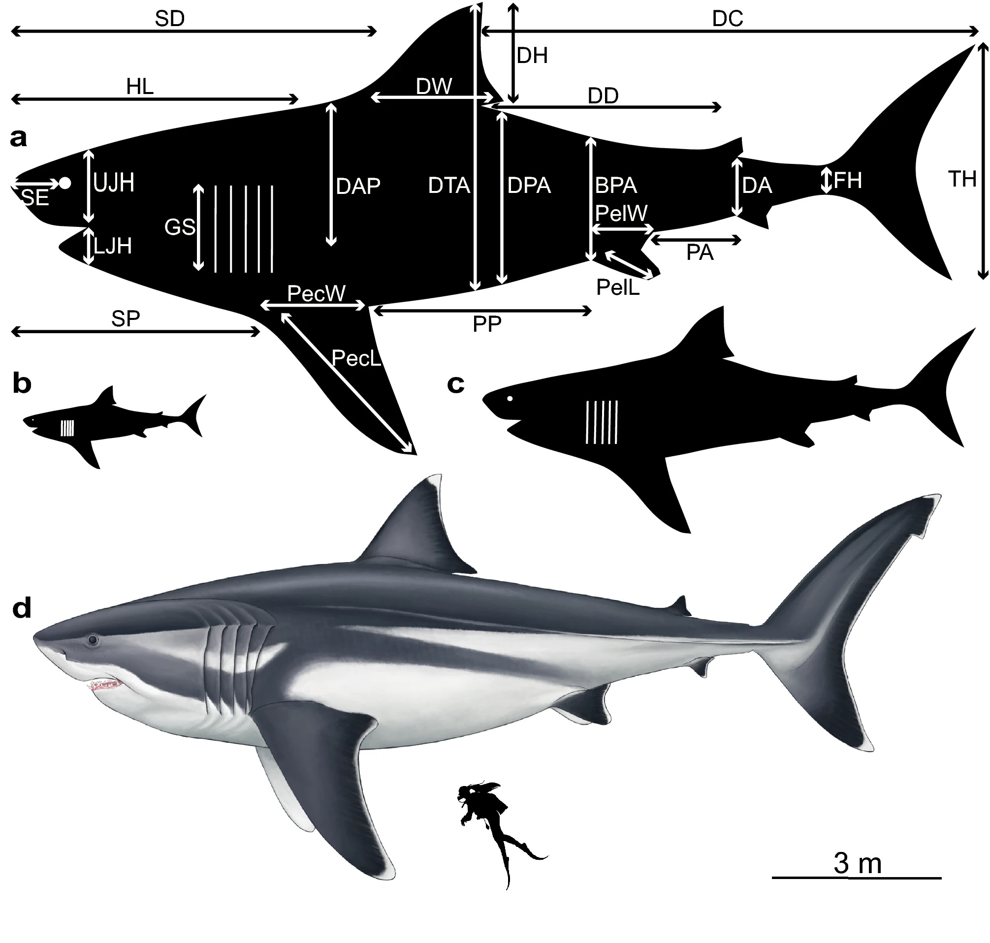 Dimensiones Corporales Del Extinto Tiburón Gigante Otodus Megalodon