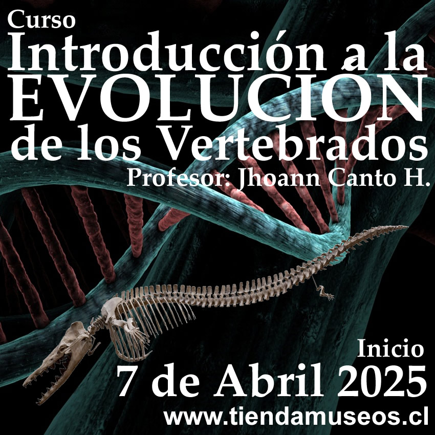 Evolucion-06