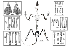 Mixodectes_pungens-02